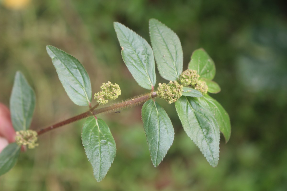 Euphorbia hirta L.